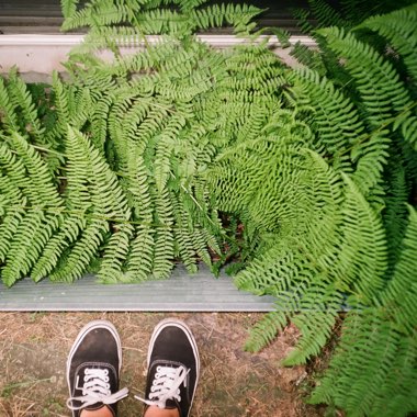 Boston Fern