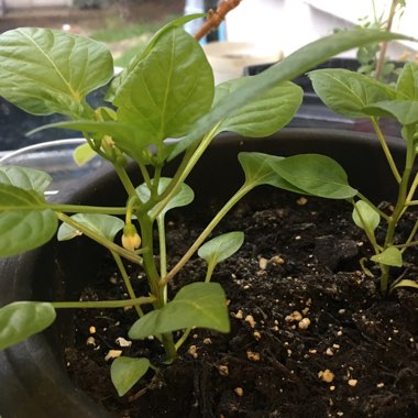 Capsicum Annuum 'Buena Mulata'