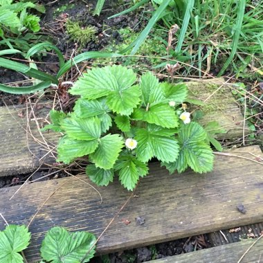 Fragaria vesca