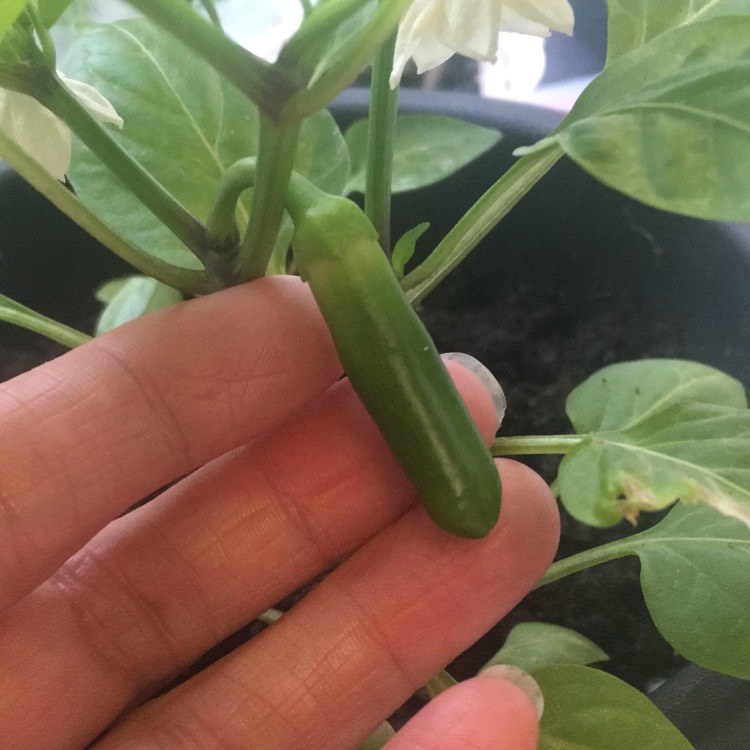 Plant image Capsicum Annuum 'Buena Mulata'