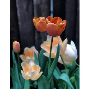 Tulipa 'Brown Sugar'