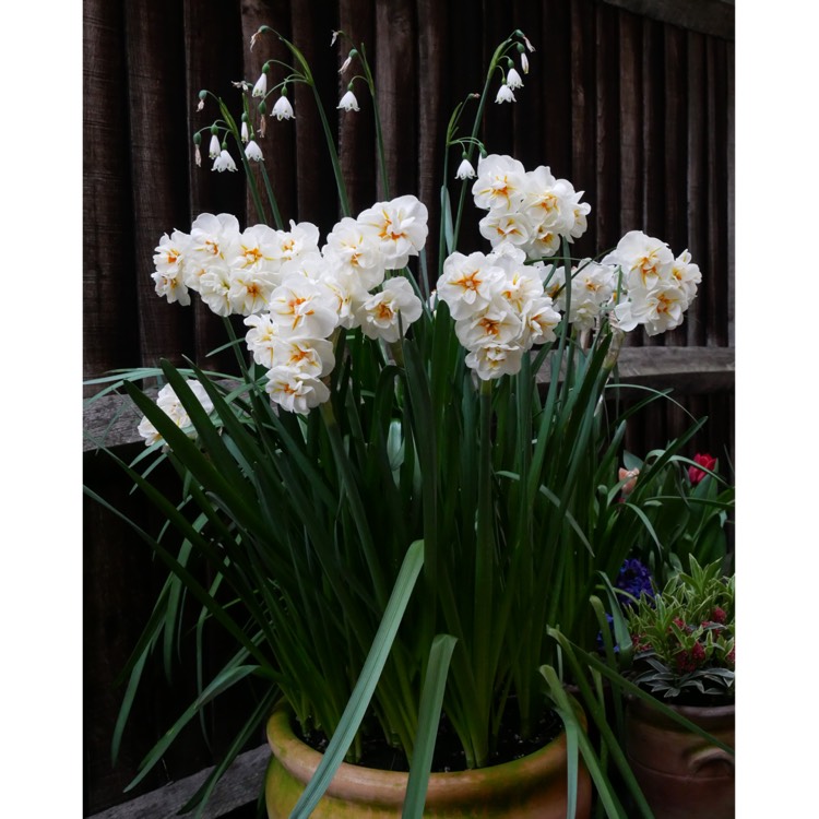 Plant image Narcissus 'Sir Winston Churchill'