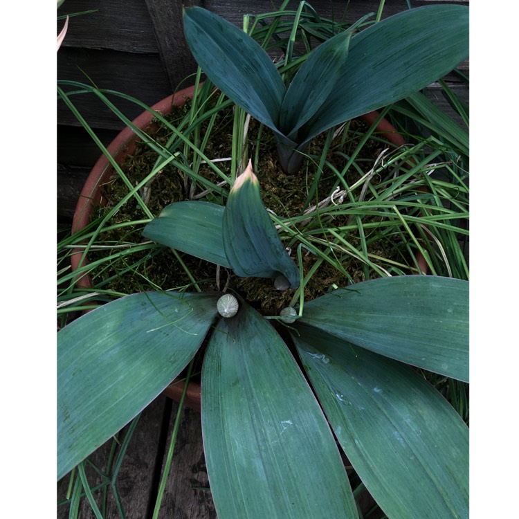 plant image 1007499