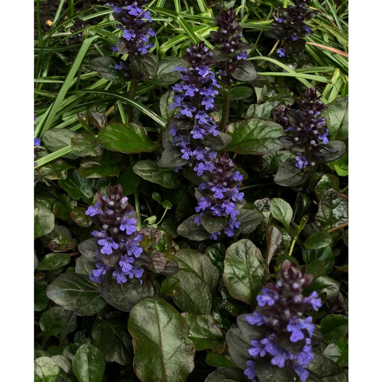 Plant image Ajuga reptans 'Atropurpurea'