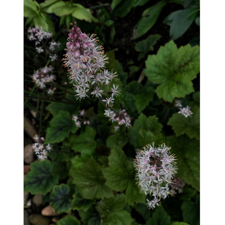 Plant image Tiarella 'Tiger Stripe'