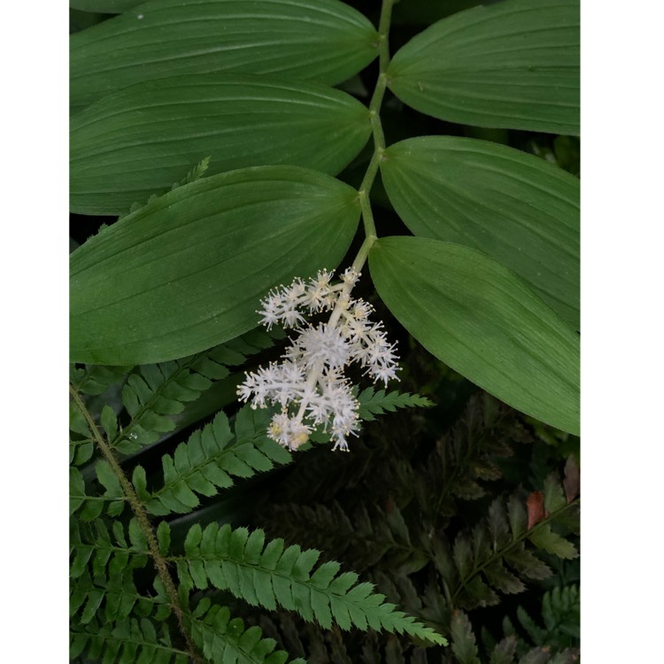 plant image 1021929