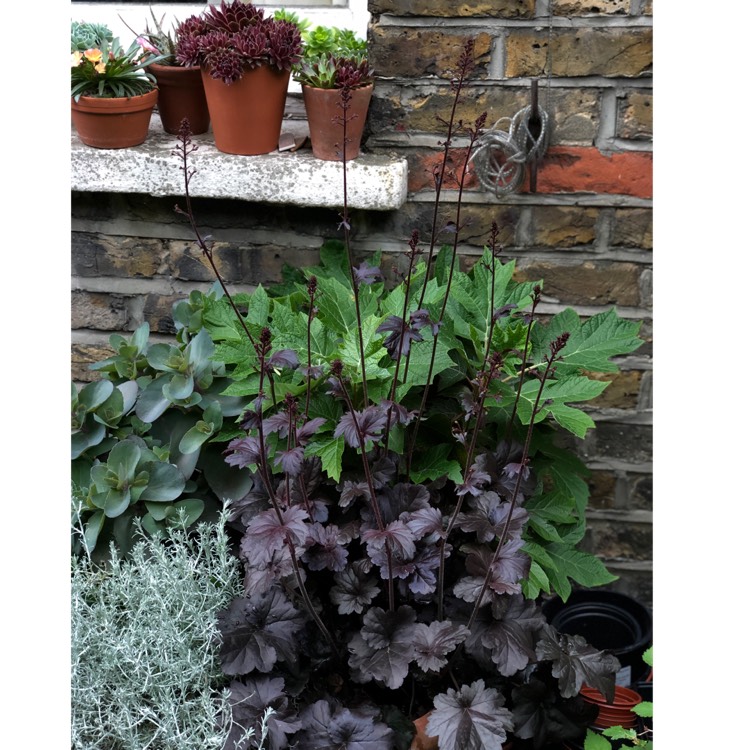 Plant image Heuchera 'Obsidian Coral bells'