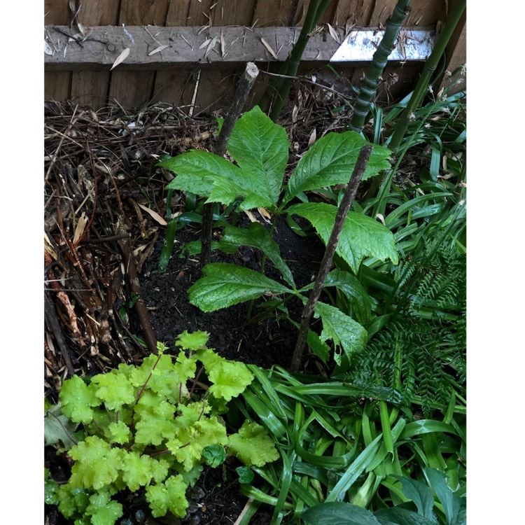 Plant image Rodgersia podophylla 'Rotlaub'