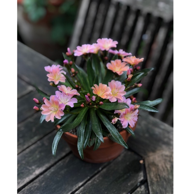 Plant image Lewisia 'Little Peach' (Little Series)