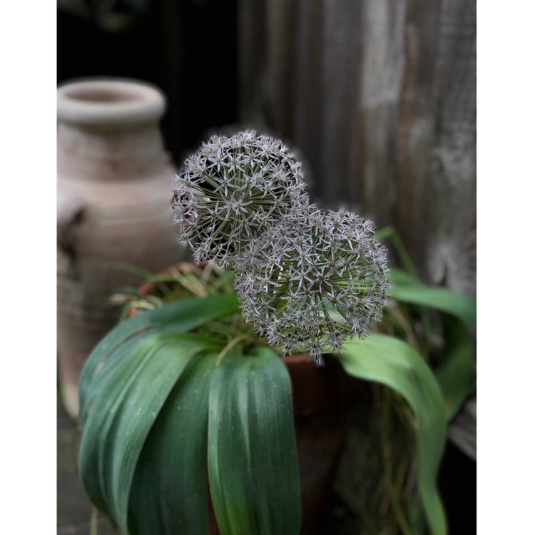 Plant image Allium karataviense 'Ivory Queen'