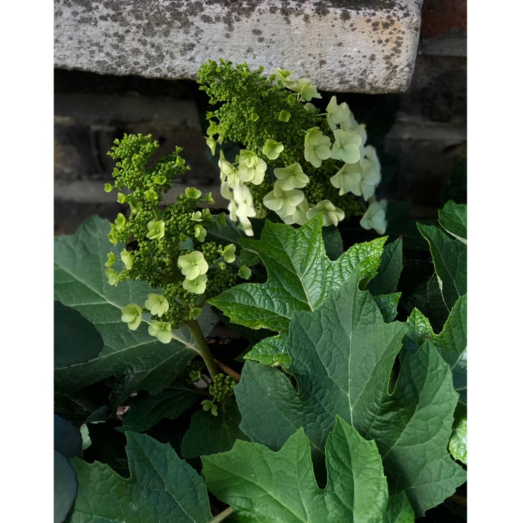 Plant image Hydrangea quercifolia 'Munchkin'