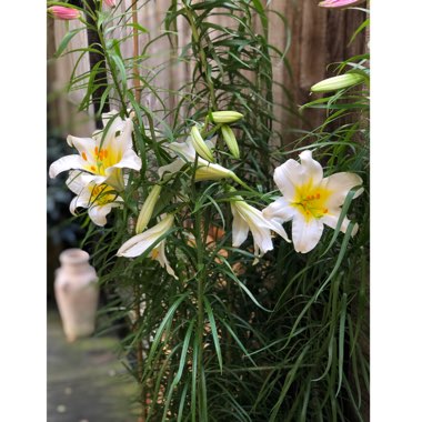 Lilium regale 'Album'