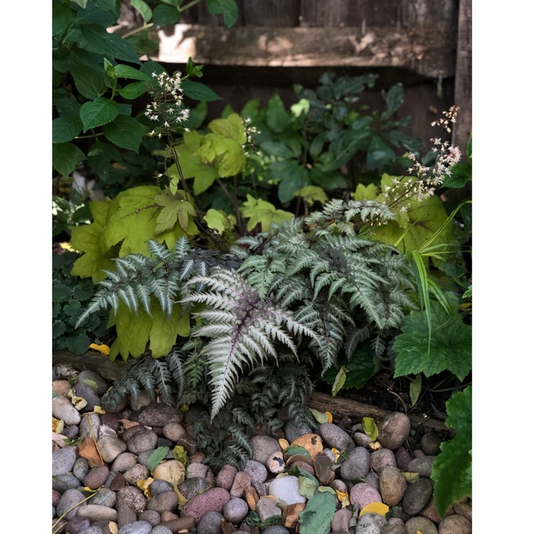 Plant image Athyrium Niponicum var. Pictum