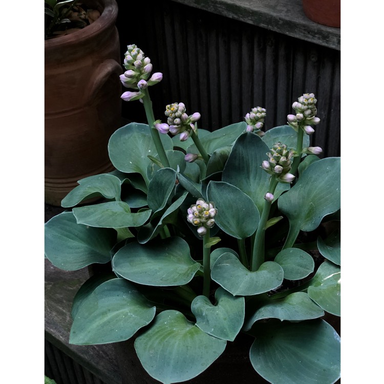 Plant image Hosta 'Blue Mouse Ears'