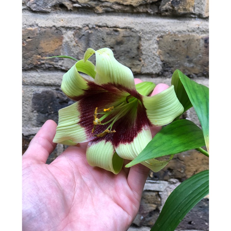 Lilium nepalense, Lily (Species) Lily of Nepal - uploaded by @justinkhoo