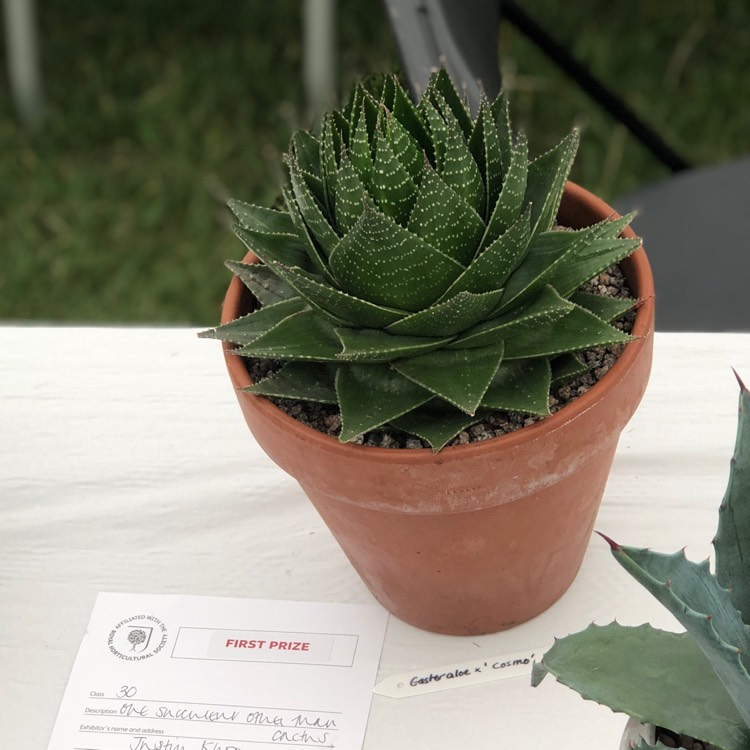 Plant image Gasteraloe Cosmo