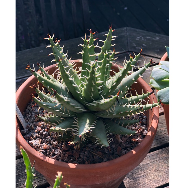 Plant image Aloe Erinacea