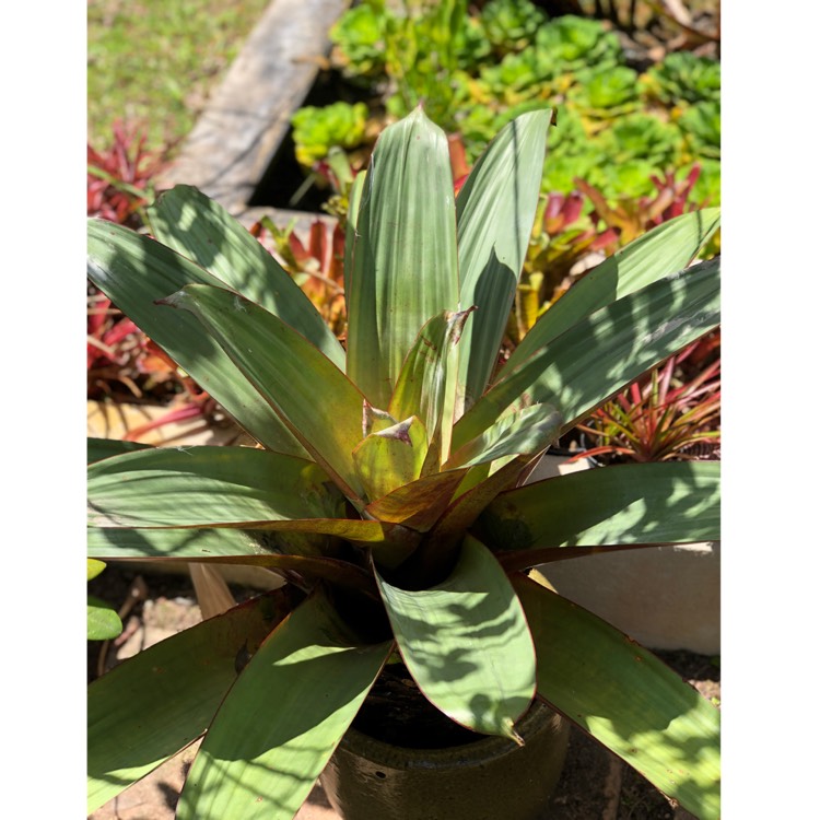 Plant image Alcantarea imperialis 'Silver Plum'