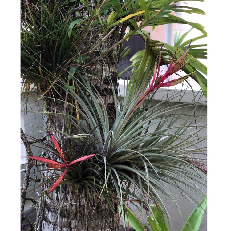 Plant image Tillandsia fasciculata