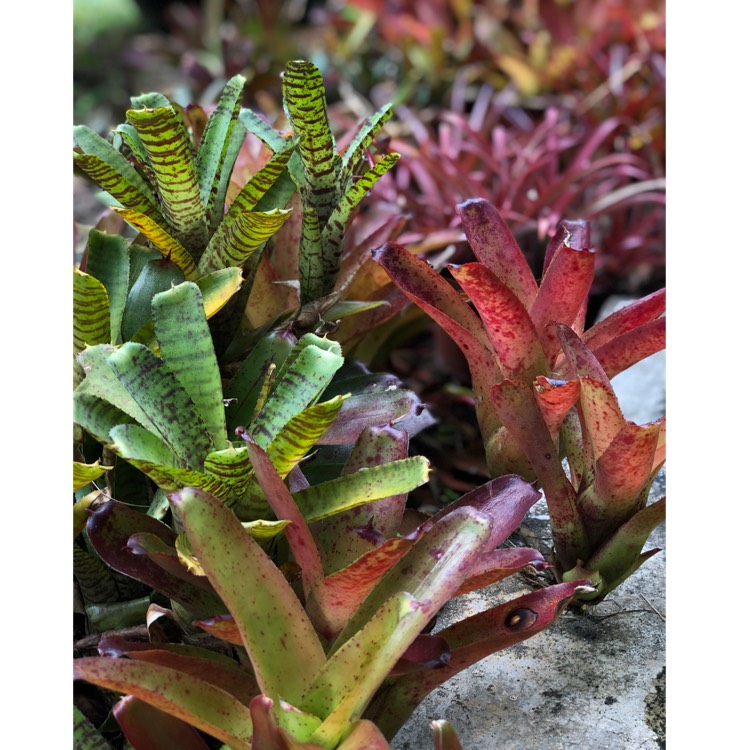 Plant image Neoregelia