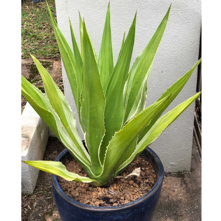 Plant image Agave Furcraea Foetida Mediopicta