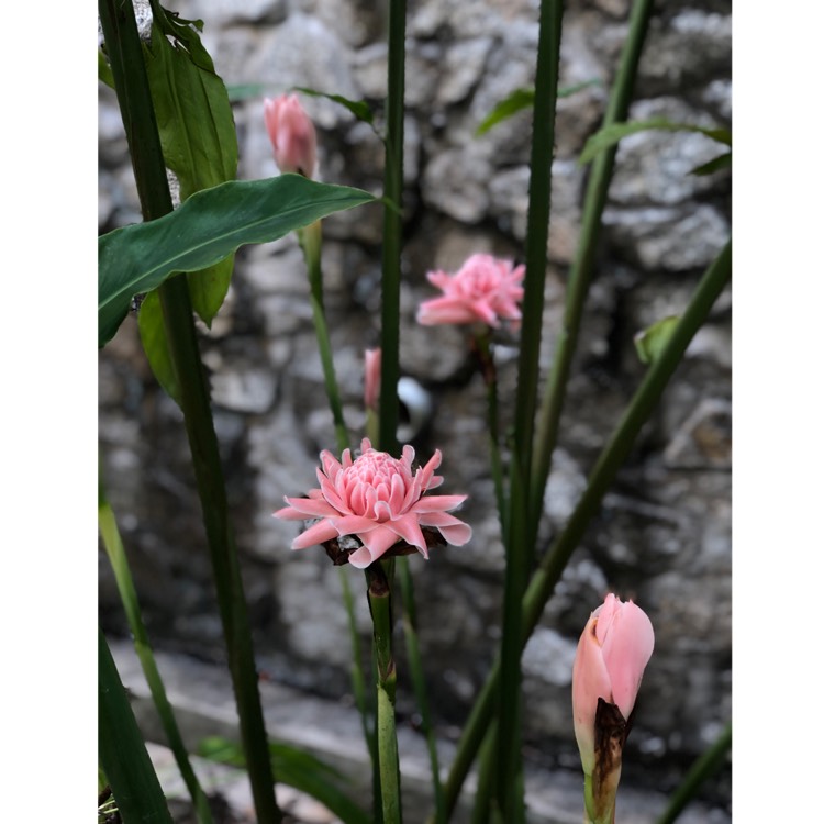 Plant image Etlingera elatior