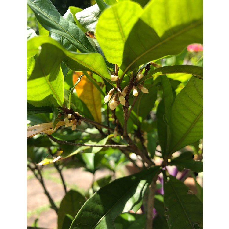 Plant image Synsepalum dulcificum