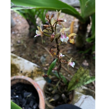 Oeceoclades maculata syn. Angraecum monophyllum, Eulophia monophylla