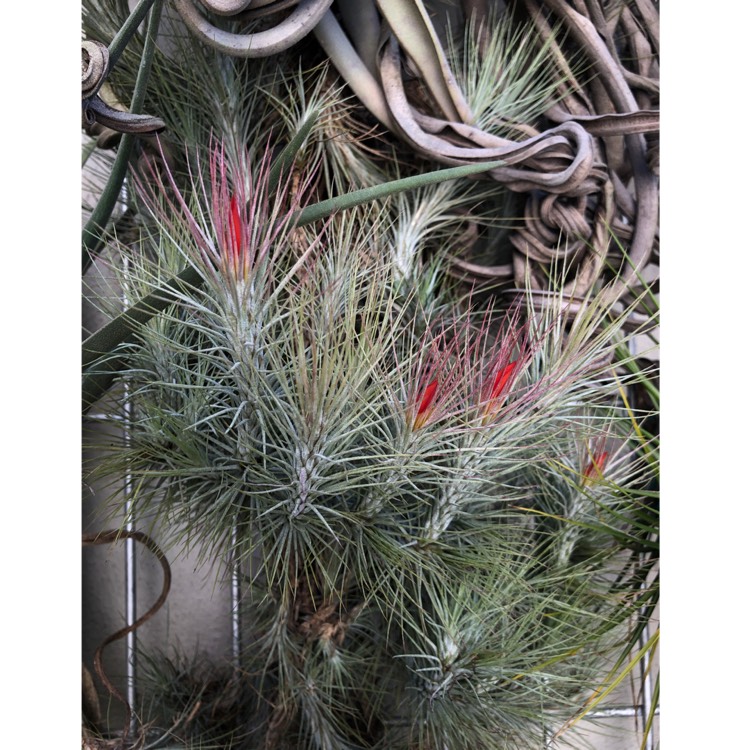 Tillandsia funckiana, Airplant (Species) Tillandsia funckiana ...