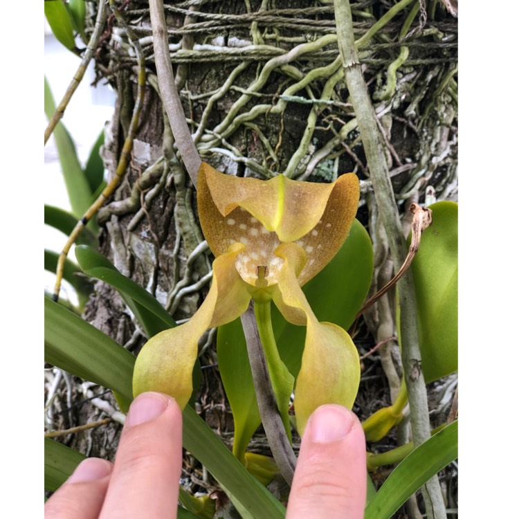 Plant image Bulbophyllum grandiflorum