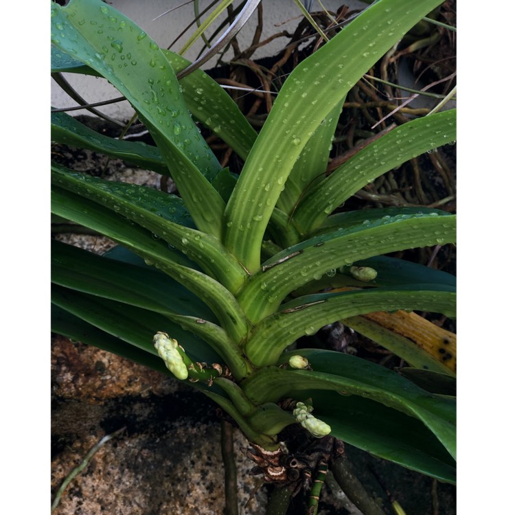 plant image 1225064