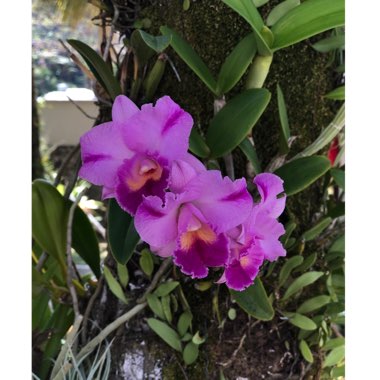 Cattleya hybrid