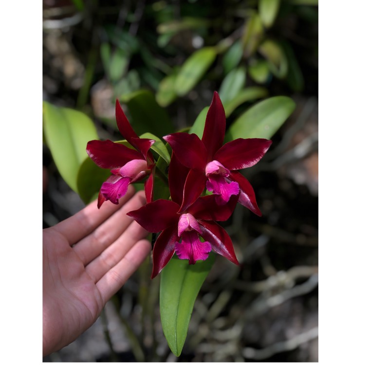 Plant image Cattleya hybrid