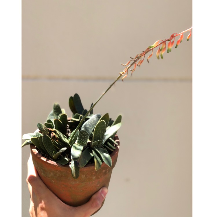 Plant image Gasteria bicolor var. 'Liliputana'