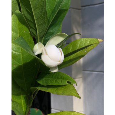 Magnolia 'Coco'