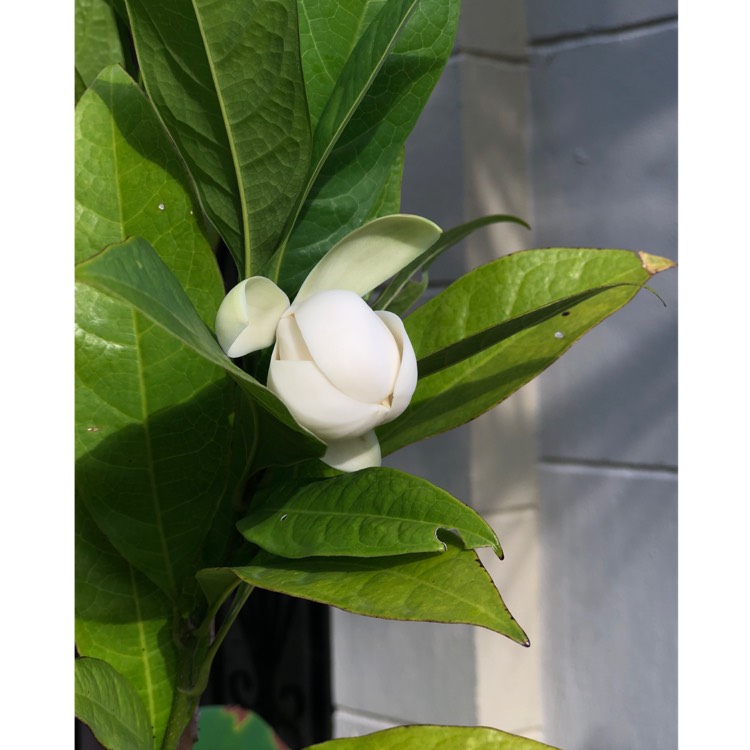 Plant image Magnolia 'Coco'