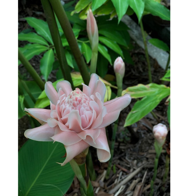 Plant image Etlingera elatior