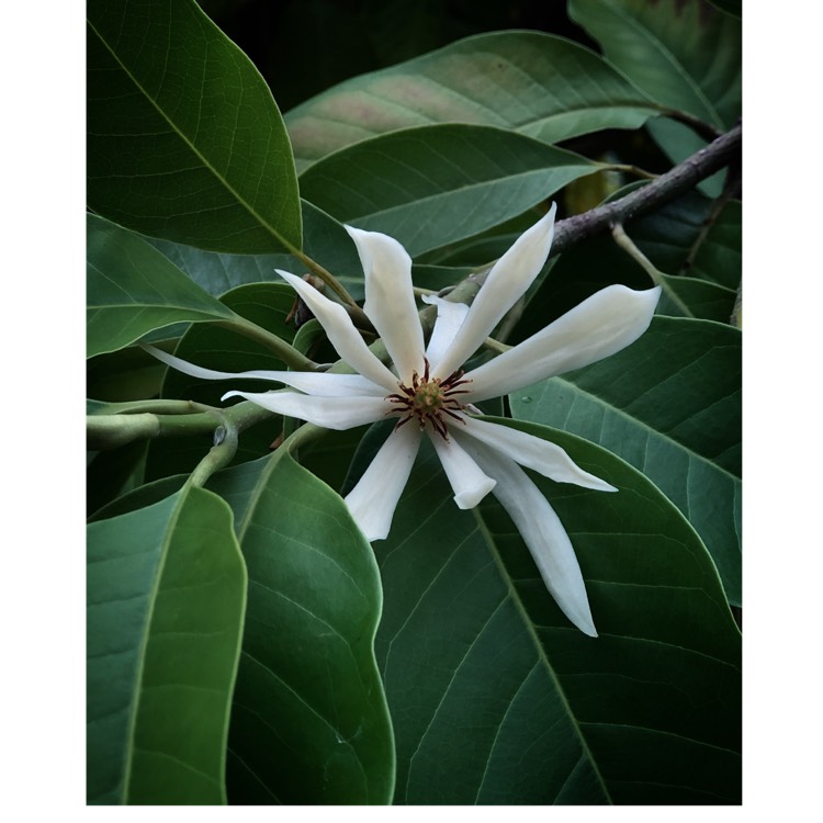 Plant image Michelia Alba