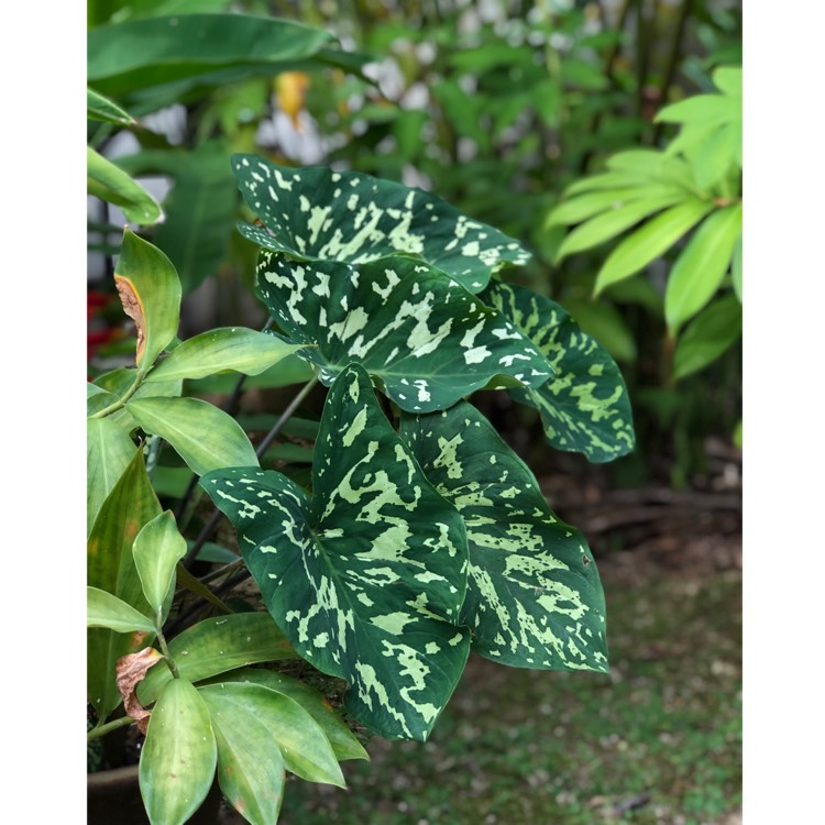 Plant image Caladium praetermissum