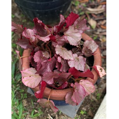 Trailing Begonia 'Martin's Mystery'