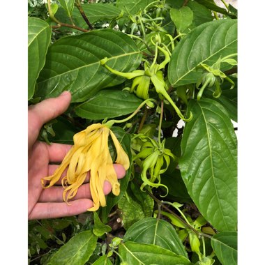 Dwarf Ylang Ylang