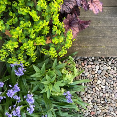 Euphorbia amygdaloides 'Purpurea' syn. Euphorbia amygdaloides 'Rubra'