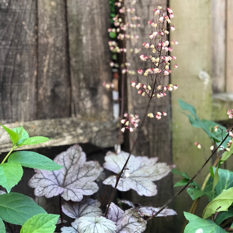 Plant image Heuchera 'Sugar Plum'