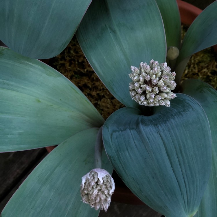 plant image 701065