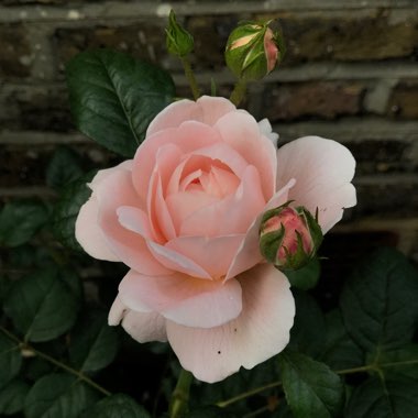 Rosa 'Austiger' syn. Rosa 'Queen of Sweden'