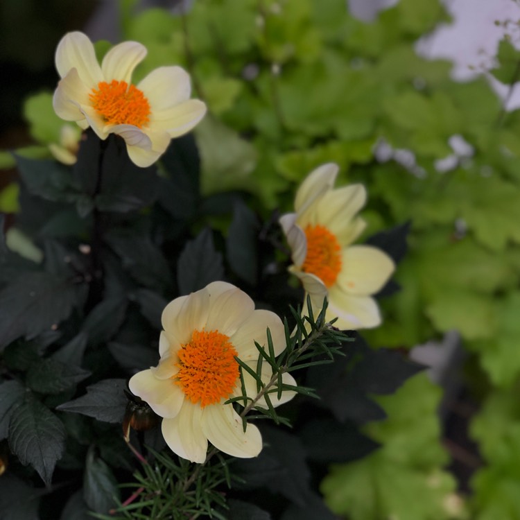 Plant image Dahlia 'Hdle105' (Happy Days Series) syn. Dahlia 'Happy Days Lemon'