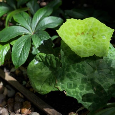 Dysosma versipellis 'Spotty Dotty' syn. Podophyllum versipelle 'Spotty Dotty'