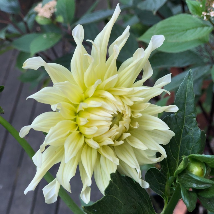 Plant image Dahlia 'My Love'