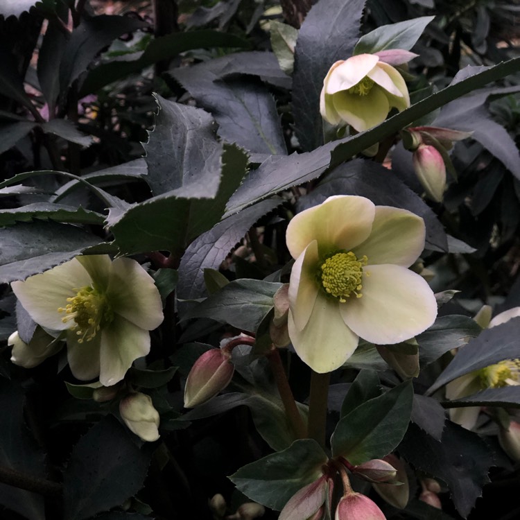 Plant image Helleborus x ericsmithii 'Coseh 860' (HGC Series) syn. Helleborus x ericsmithii 'HGC Monte Christo'