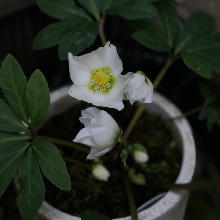 plant image 902149